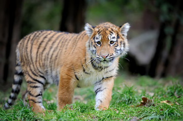 Plakat Tiger cub in grass