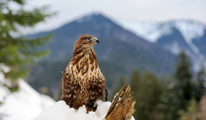 Hawk