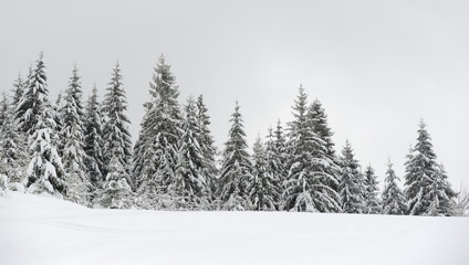 Beautiful winter landscape