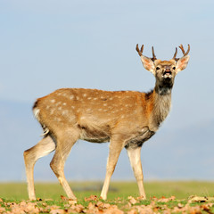 Deer in autumn field