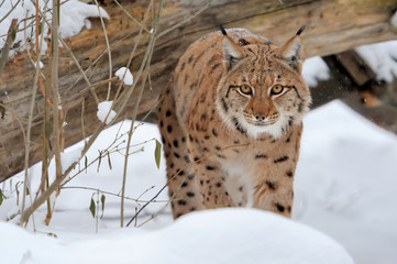 Lynx