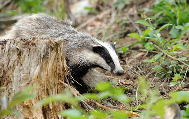 Badger