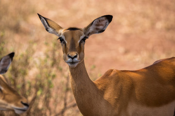 Impala (Aepyceros) 