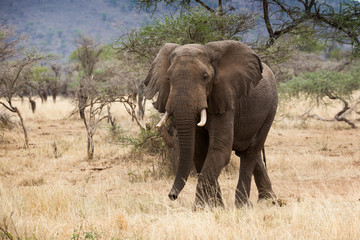 Fototapeta na wymiar Elefant - Loxodonta africana