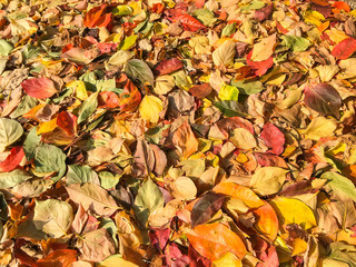 Carpet of autumn leaves in many colors