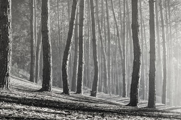 Naklejka premium black and white photography of pine wood in mae hong sorn province northern of thailand