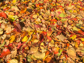 Carpet of autumn leaves in many colors