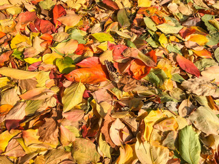 Carpet of autumn leaves in many colors