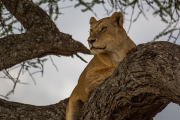 Löwe (Panthera leo)