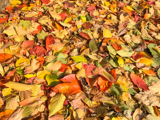 Carpet of autumn leaves in many colors