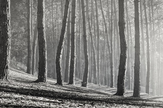 black and white photography of pine wood in mae hong sorn province northern of thailand
