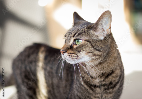 American Shorthair Cat Portrait Stock Photo And Royalty Free