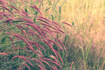Field of grass blind and blown in the field. Sunbeam and vintage style. Use for background and textured.