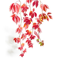 Branches of maiden grapes with autumn leaves on white background