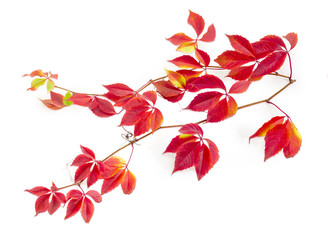 Branches of Virginia creeper with autumn leaves on white background - obrazy, fototapety, plakaty