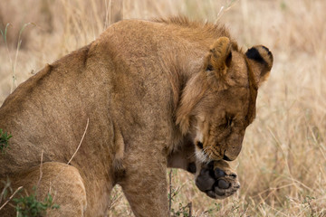 Löwe (Panthera leo)