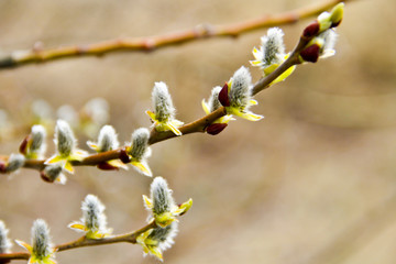 Pussy willow branch on early spring