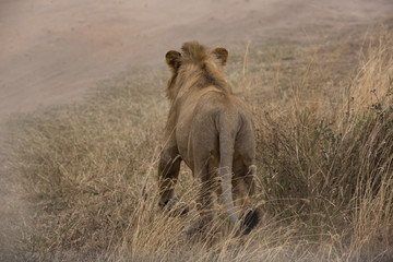 Löwe (Panthera leo)