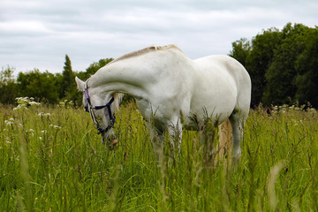 Obraz na płótnie Canvas graceful white horse in a field