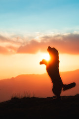 Big black dog raised on two paws in silhouette in a colorful sunset