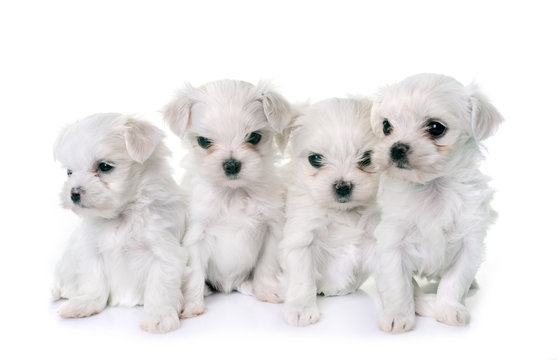 Puppies Maltese Dogs