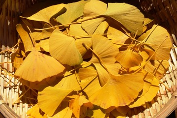 黄葉したイチョウの葉