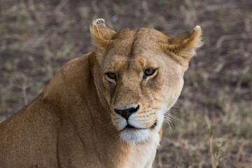 Löwe - Panthera leo