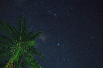 Fototapeta na wymiar night sky view with palm tree on foreground in El Nido, Philippines