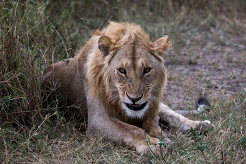 Löwe - Panthera leo