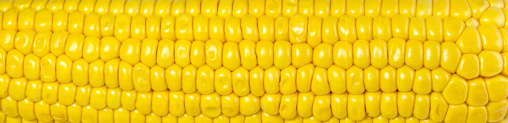 sweet yellow corn background