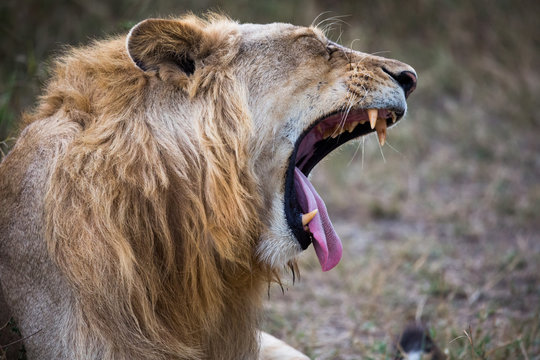 Löwe - Panthera leo