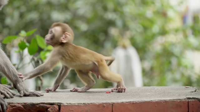 A female monkey with a small baby in Kathmandu. In the city of Kathmandu there live many wild monkeys. Especially a lot of monkeys live near the Buddhist temple of Swayambhunath.