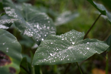 Lotus effect on a leaf