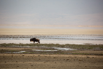 Gnus