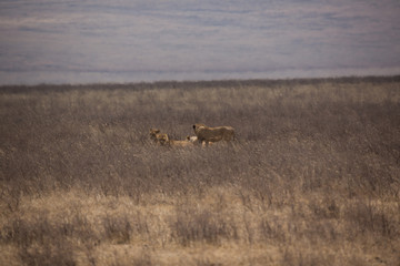 Löwe - Panthera leo