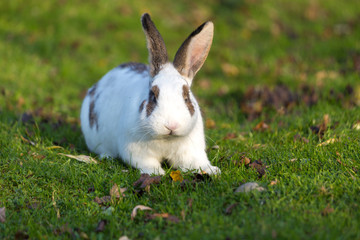 Cute rabbit grazing on the grass in the garden.