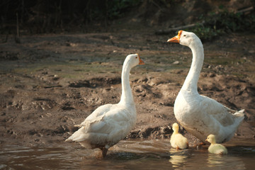 Geese Family in morning sun