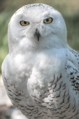 The snowy owl, Bubo scandiacus.