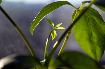 Bright beautiful foliage of Schefflera actinophylla growing on window sill, popular low-maintenance houseplant