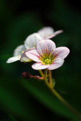 Saxifraga, the stone breaker flower on a dark background.