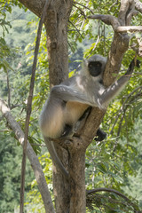 Langur monkey on a tree in Rajasthan, India