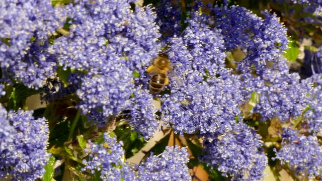 A lone honey bee in a Californian Lilac (Yankee Point) bush.