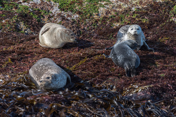 Grey seal (Halichoerus grypus)