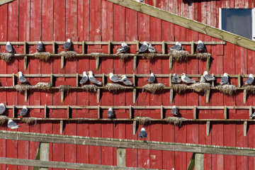 seagull bird nest at abandon house, norway