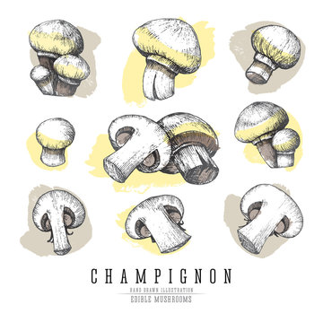 Champignon mushrooms vector sketch collection. Whole and sliced edible mushroom isolated, watercolor imitation on white background.