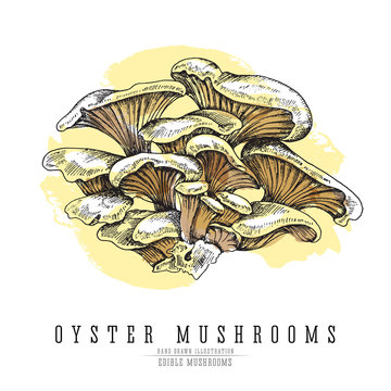Oyster mushrooms vector color sketch illustration. Edible mushroom isolated on white background, watercolor imitation.