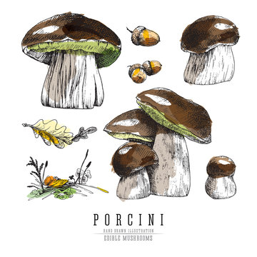 Cep and porcini mushrooms vector color sketch illustration set with forest plants elements: moss, grass, oak leaf. Edible mushroom, all elements isolated on white background.