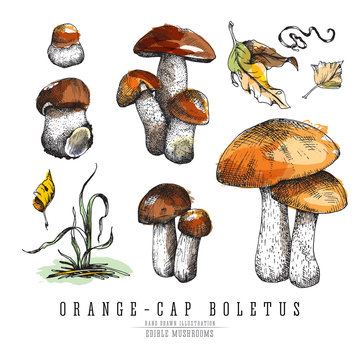 Forest mushrooms orange-cap boletus with leaves and plants, seasonal colorful vector sketch collection. All elements isolated on white background, watercolor imitation.