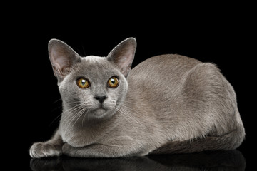 Adorable Blue Burmese Cat with unusual eyes Lying on isolated on black background, side view
