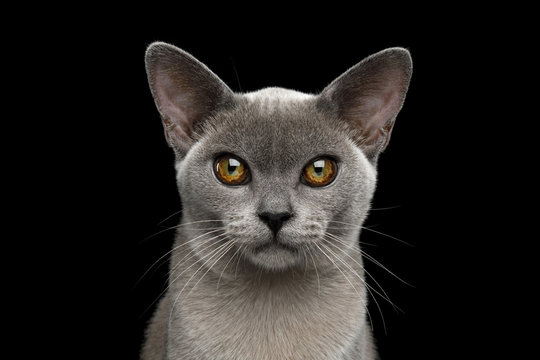 Portrait of Adorable Blue Burmese Cat with unusual eyes isolated on black background, front view